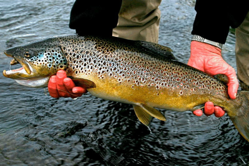 Форель на платниках UL-спінінг vs блешнямікровоблер