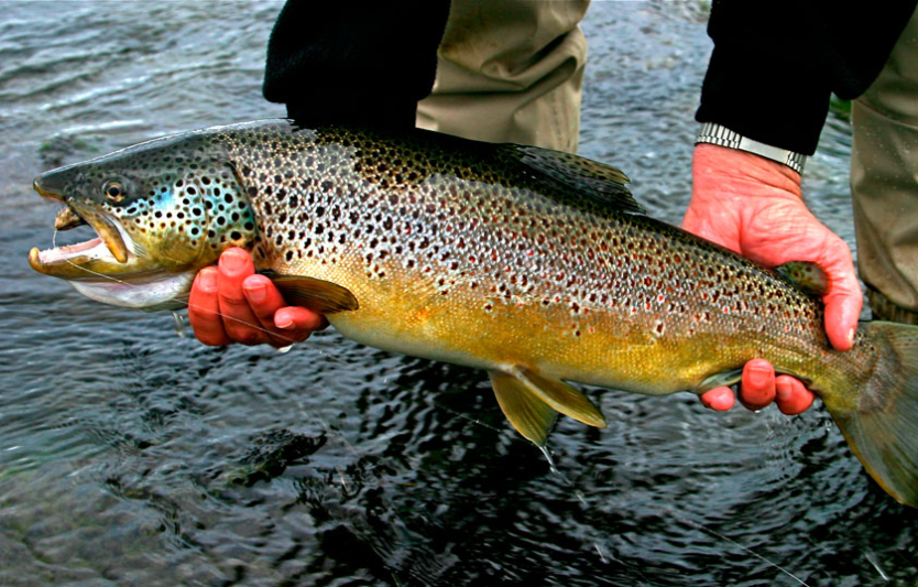 Форель на платниках UL-спінінг vs блешнямікровоблер