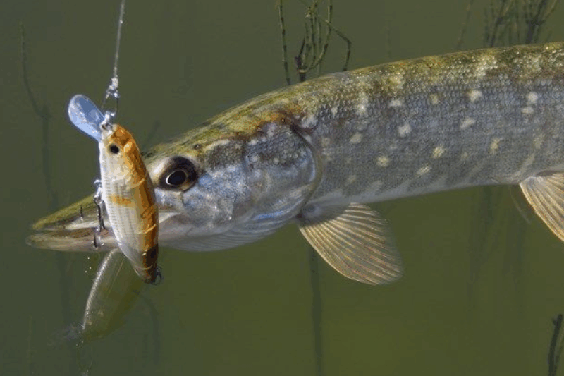 Осіння щука зі берега джиг + твіч на мілководді
