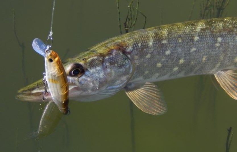 Осіння щука зі берега джиг + твіч на мілководді