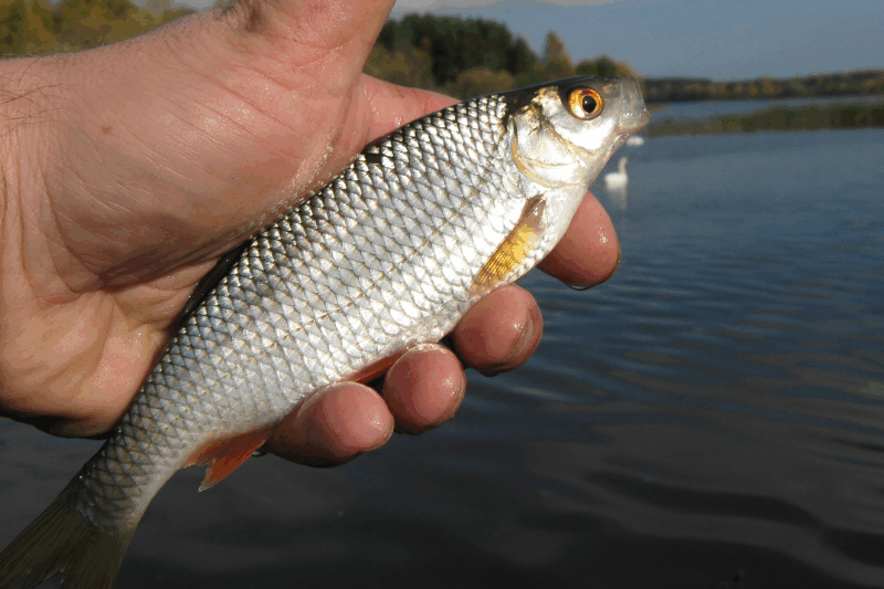 Плотва поведінка восени та найкращі приманки