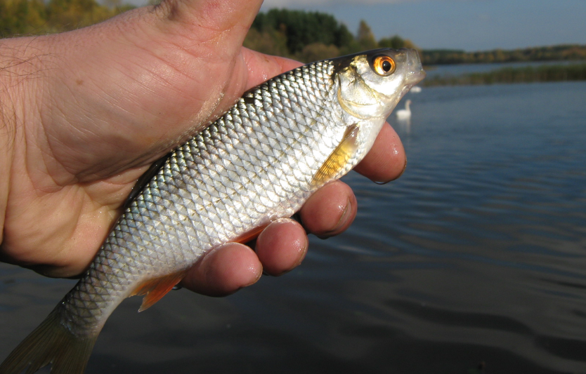 Плотва поведінка восени та найкращі приманки
