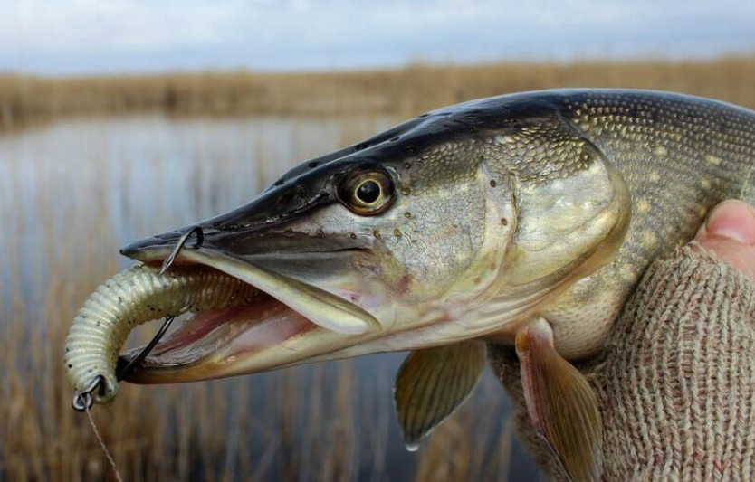 Живець чи штучна приманка що ефективніше для щуки