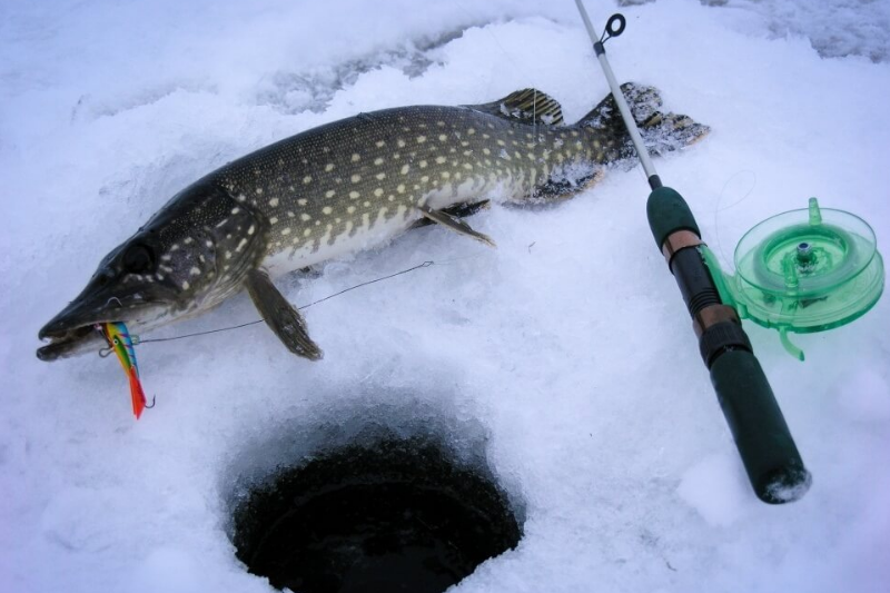 Кращі наживки для лову щуки взимку живець, силікон чи балансир