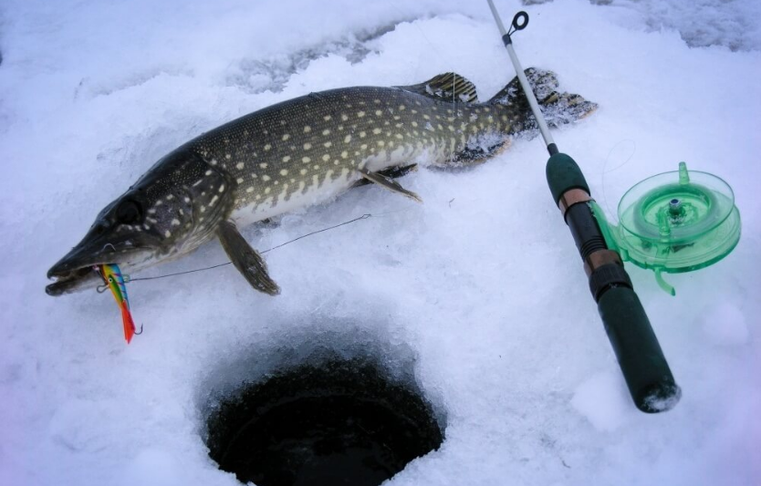 Кращі наживки для лову щуки взимку живець, силікон чи балансир