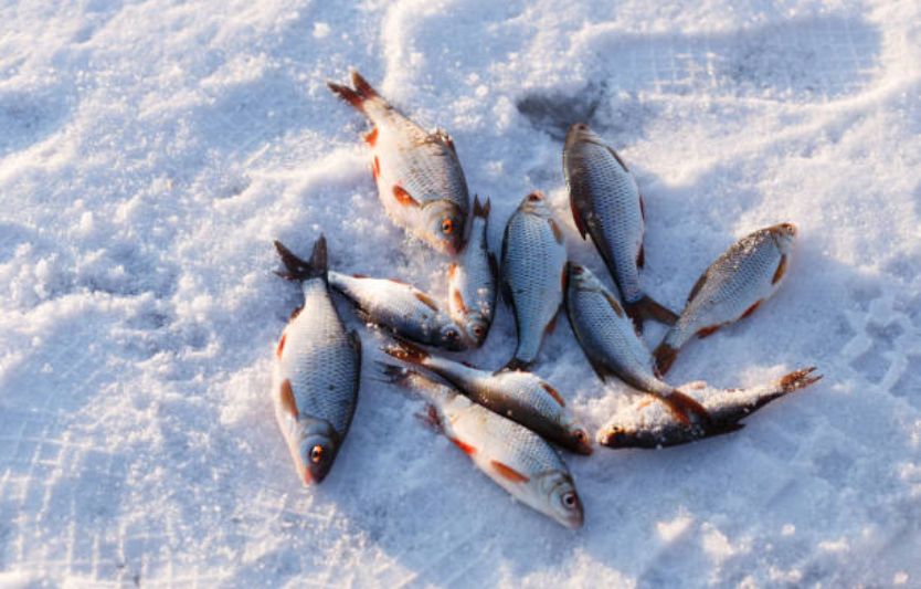 Зимова ловля плотви секрети успішної рибалки