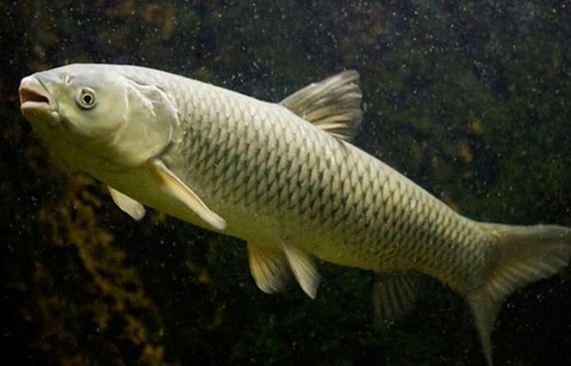 Білий амур (Ctenopharyngodon idella) водяна корова та неперевершений боєць прісноводних водойм — повний гайд по біології та лову